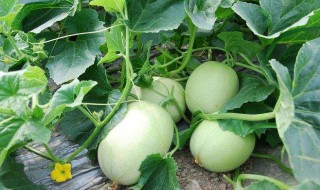 甜瓜可以和牛奶一起吃吗（甜瓜可以跟牛奶一起吃吗）