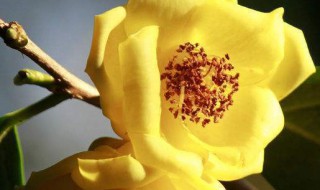 金花茶禁忌 金花茶和什么搭配喝