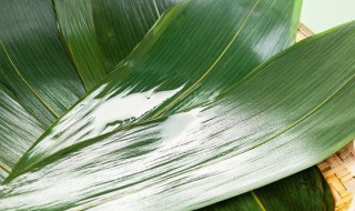 粽叶属于哪一类垃圾（粽叶属于哪一类垃圾呢）