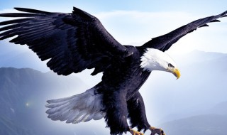 鹰的寿命 鹰的寿命最长可达多少岁?
