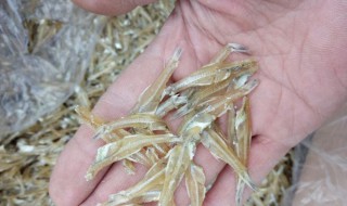 水晶鱼的营养价值（水晶鲷鱼有什么营养价值）