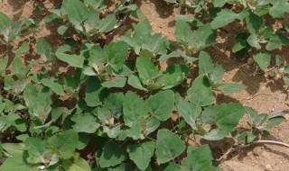 哪些人不能吃灰菜（哪些人不能吃灰菜头）