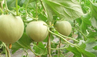 香瓜什么人不能吃 香瓜哪些人不能吃