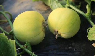 甜瓜和杏能一起吃吗 甜瓜和杏能一起吃吗有毒吗