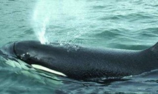 鲸鱼多长时间换气一次 鲸鱼多久换气一次
