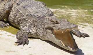 鳄鱼种类（中国鳄鱼种类）