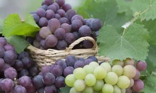 夏天吃葡萄有什么好处 夏天吃葡萄有什么好处和坏处