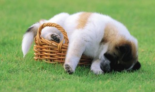 两只狗狗名字有寓意(两只狗狗的名字)