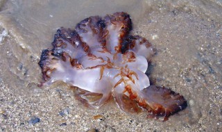 沙海蜇介绍（沙脑和海蜇图片）