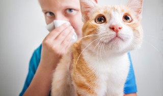 四个月的猫怎么做猫饭 四个月的猫自制猫饭