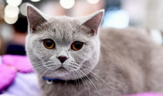 猫咪爱吃什么粮（猫咪爱吃什么粮食）