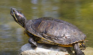甲鱼和乌龟的区别是什么(甲鱼和乌龟的区别?)