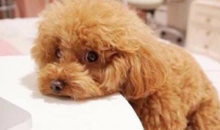 泰迪不能吃什么东西 泰迪不能吃什么东西蔬菜