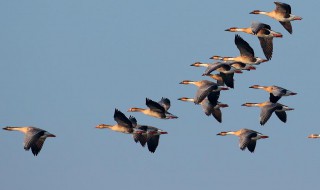 大雁为什么既会飞又会游泳（大雁会不会飞会不会游泳）