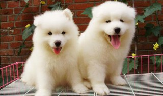 萨摩耶幼犬饲养方法 萨摩耶幼犬饲养须知