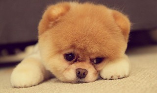 怎么样知道哪种宠物适合自己（如何挑选适合自己的宠物）