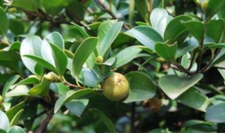 油茶苗扦插繁殖方法 油茶苗扦插繁殖方法和技术