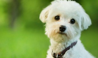 描写狗特点的句子（描写狗特点的句子英文）