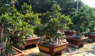 榕树养殖方法和注意事项 大叶榕树养殖方法和注意事项