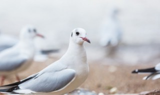 洋参炖乳鸽怎么做 西洋参炖乳鸽的做法