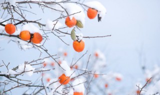 软柿子是什么意思（梦见吃红软柿子是什么意思）