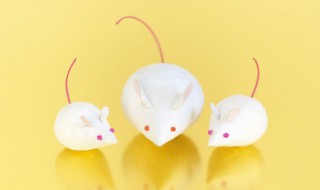 老鼠的天敌是什么动物（老鼠的敌人是什么动物）