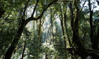 亚热带常绿阔叶林和温带落叶阔叶林的区别 亚热带常绿和温带落叶阔叶林的区别介绍