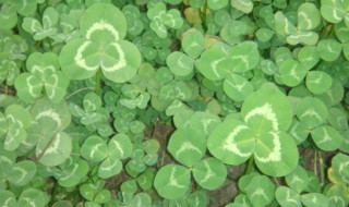 三叶草泛滥怎么除 三叶草泛滥怎么除去