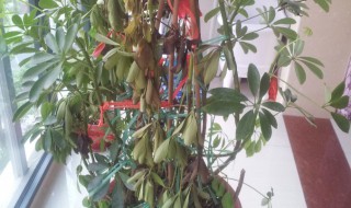 摇钱树落叶是怎么回事（摇钱树落叶是什么原因）