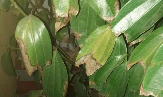 平安树叶子干枯怎么治（平安树叶子干枯怎么治理）