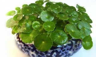 做生意店里放什么植物招财 店里生意不好放什么植物招财