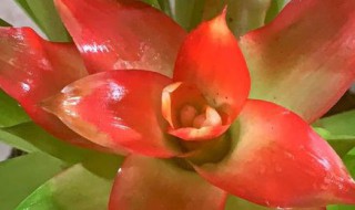 鸿运当头怎么催花（鸿运当头怎样催花）