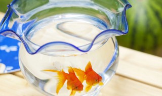 蝶尾金鱼怎么分公母(蝶尾金鱼怎么分公母视频)