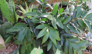 竹柏需要怎么养（竹柏需要怎么养才能活）