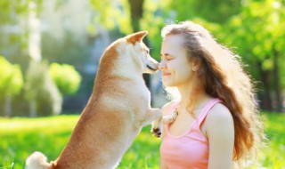 如何训练小狗狗 如何训练小狗狗握手