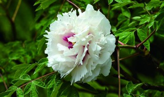 牡丹花应该如何种植 牡丹花应该怎么种植