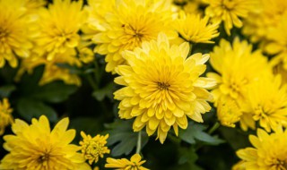 什么品种菊花茶降火最好 什么品种菊花茶降火最好最快