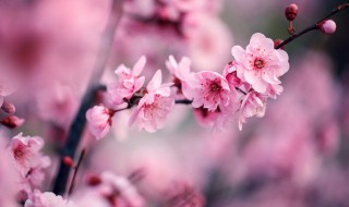 梅花的形状怎么描述（梅花的形状怎么描述图片）