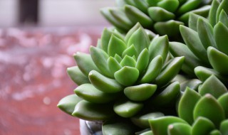 好看又好养的多肉排行（最好看好养的多肉）