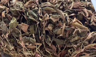 金线莲干储存方法（干品金线莲可以放多久）