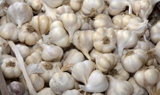 大蒜的冷库储存方法（大蒜的冷库储存方法图片）