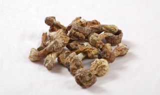 干松茸储存方法 干松茸储存方法图片