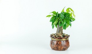 进门鞋柜摆放招财植物（进门鞋柜放什么植物招财）