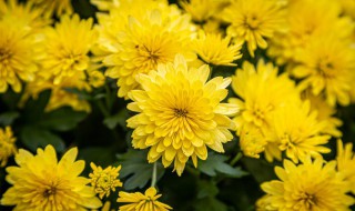 黄颜色菊花的寓意和象征（黄色的菊花的寓意）