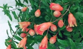 日本翠叶石榴怎么养 日本翠叶石榴怎么养植