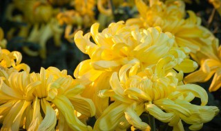 苏州重阳节的风俗是什么 重阳节传统节日风俗