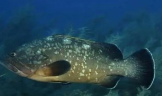 淡水鱼品种知识（食用淡水鱼品种大全）