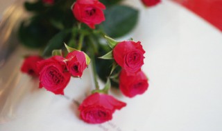 黄玫瑰加红玫瑰代表的含义 黄玫瑰加红玫瑰代表什么意思