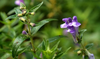 黄芩的功效与作用及副作用 黄芩的功效与作用及副作用上