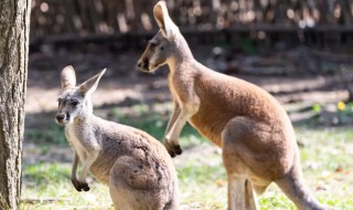 两个字的动物名字 两个字的动物名字可爱